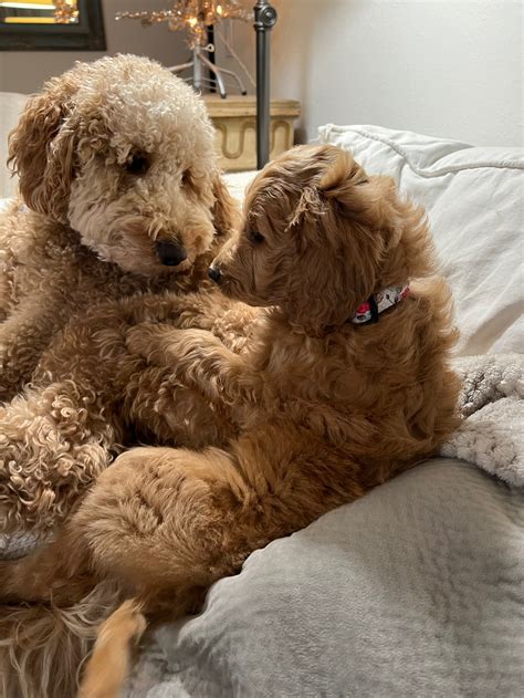 Goldendoodle Tips, Grooming & Puppy Care | Our Doodle Life