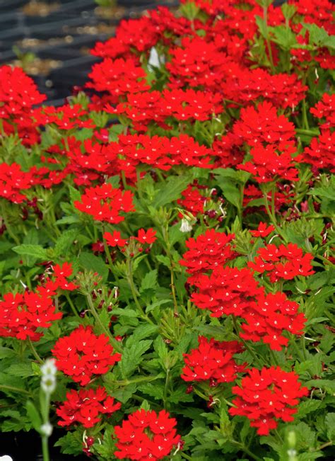 Low Growing Perennial Verbena at Floyd Wade blog