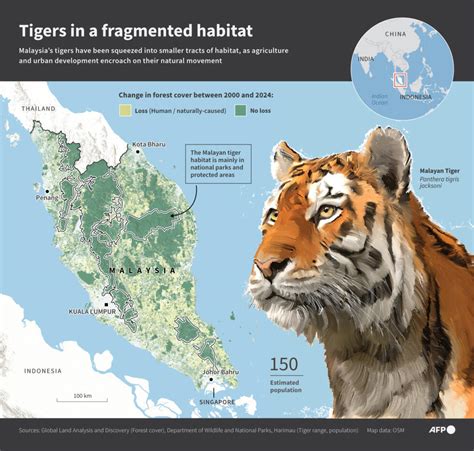 Tigers in trouble as Malaysian big cat numbers dwindle