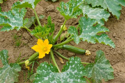 How to Grow Zucchini (Guide) | Install-It-Direct