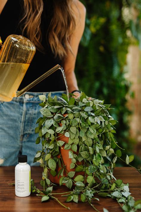 Fungus Gnat Death Drops | Happy Happy Houseplant