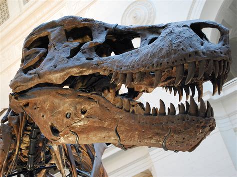 Fossils Show Rapid and Catastrophic Burial | The Institute for Creation ...