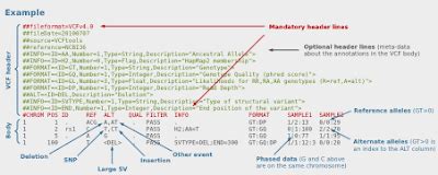 VCF Format Explained 的图像结果