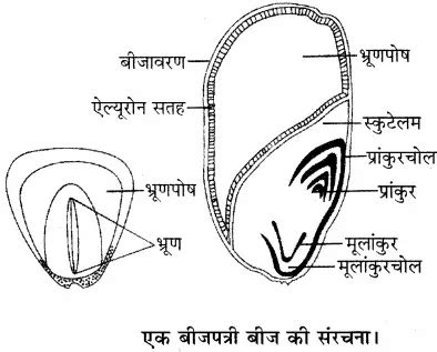 Image result for Function of Pith Class 11