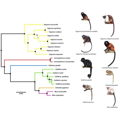 Species New to Science: [Mammalogy • 2018] Phenotypic Evolution in Marmoset and Tamarin Monkeys ...