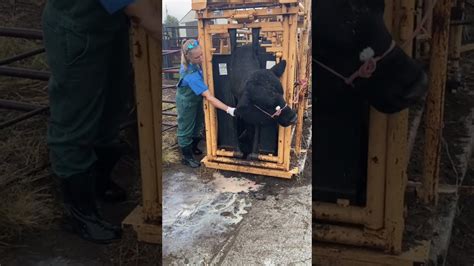 Exploding Cow Abscess 的图像结果