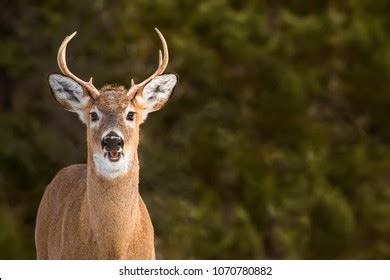 Python Mouth Open Deer 的图像结果