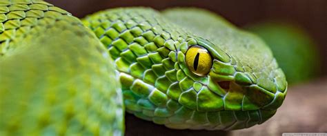 Image result for Green Tree Python Wallpaper