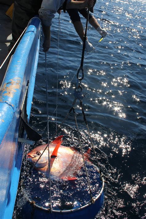 Moonfish is world's first fully warm-blooded fish ever discovered ...