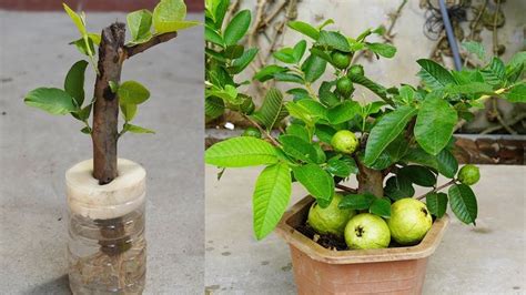 Image result for Planting Guava Tree