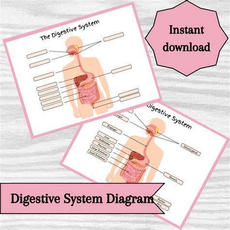 Image result for Basic Digestive System