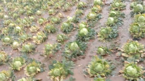 Jharkhand: ओलावृष्टि, बारिश से प्रभावित किसानों को मिलेगा मुआवजा, राशि ...