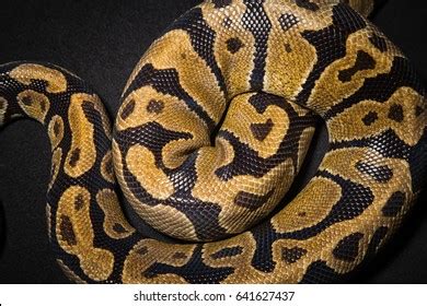 Image result for Royal Python Skin Background