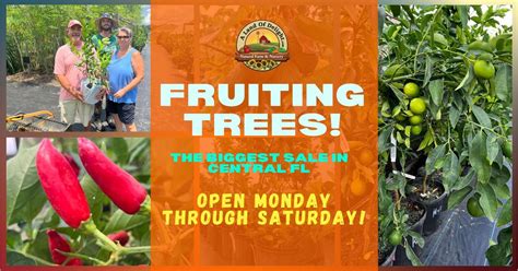 THE BIGGEST CENTRAL FL FRUIT TREE SALE | 1000+ GRAFTED FRUIT TREES IN ...