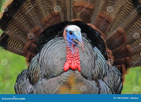 What Color is a Turkey? A Look at the Vibrant Plumage of America's ...