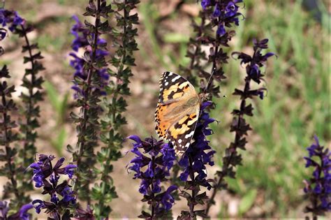 American Lady Butterfly On Salvia Free Stock Photo - Public Domain Pictures
