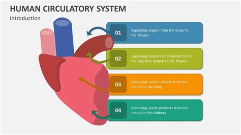 Image result for Circulatory System Animation