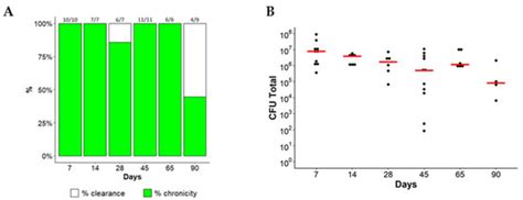 A New Model of Chronic Mycobacterium abscessus Lung Infection in ...