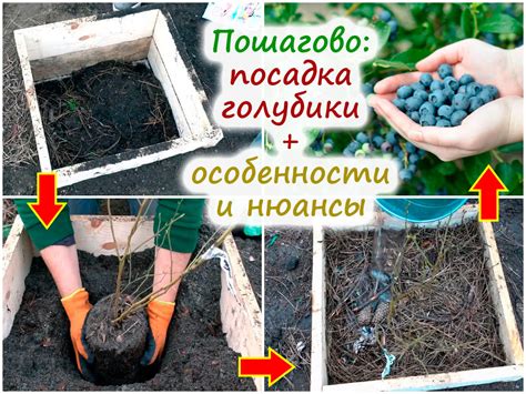 Технология посадки голубики: пошаговая инструкция – какие есть нюансы ...