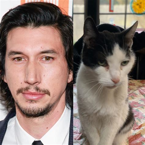 My mom’s 20-year-old cat looks like Adam Driver. : r/cats