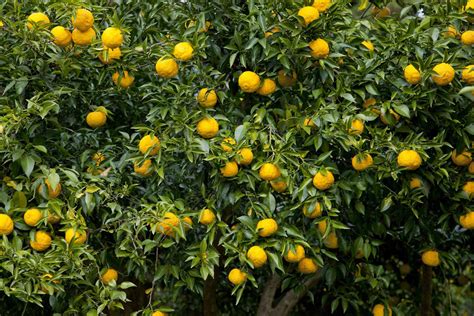 What Is Yuzu and How Is It Used?