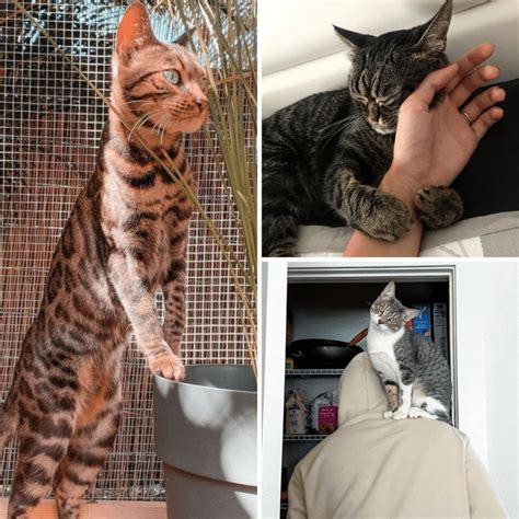 Image result for Cat Affection