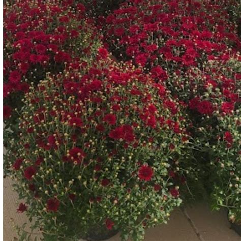 Hardy Mums - DuPage Care Center Foundation