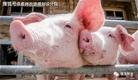 养肉狗赚钱吗？2019年养殖肉狗前景怎么样？ - 肉狗 - 蛇农网