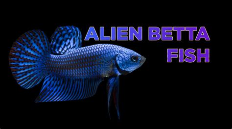 Alien Betta Fish 的图像结果