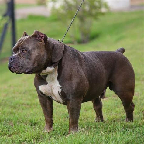 American Bully XL: A versão extra grande da raça - Canil Von Notrean ...