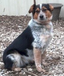 Adorable Corgi Mix Resembling My Rosie