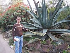 Image result for Giant Aloe Vera Plant