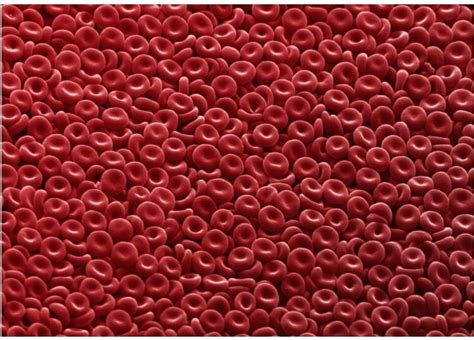 how do red blood cells transport oxygen to different organs and tissues ...