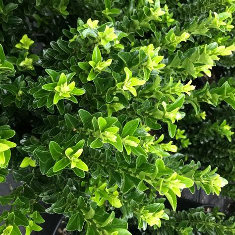 Euonymus Japonicus Green Spire Hedging Archives Hopes Euonymus
