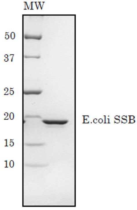 Single-Stranded Binding Protein 的图像结果