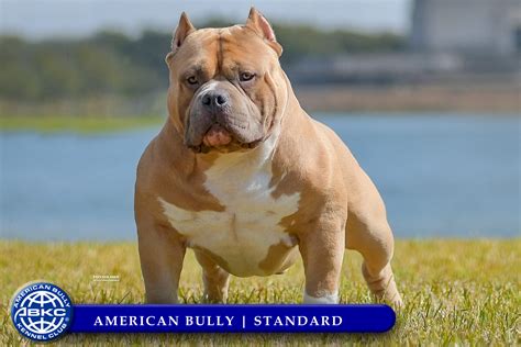 Elephant Colour American Bully