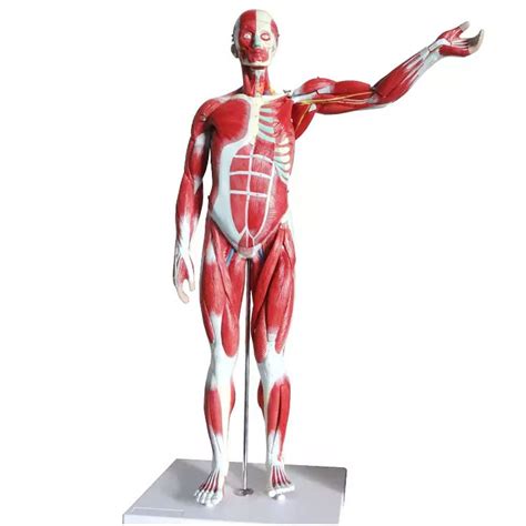 Buy 34” Human Muscles Anatomical Model with Organs Removable ...