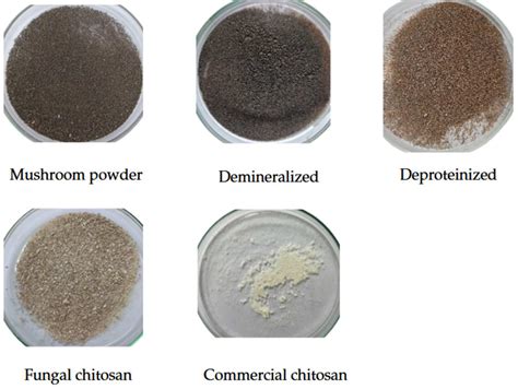 Sustainable Extraction and Multimodal Characterization of Fungal ...