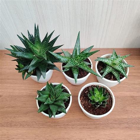 CAPPL Small Indoor Exotic Haworthia Succulents Plants, Qty: 5 Live ...