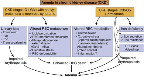 Role of proteinuria in the anemia of chronic kidney disease - Kidney International