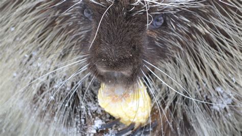 Do Porcupines Hibernate In Winter
