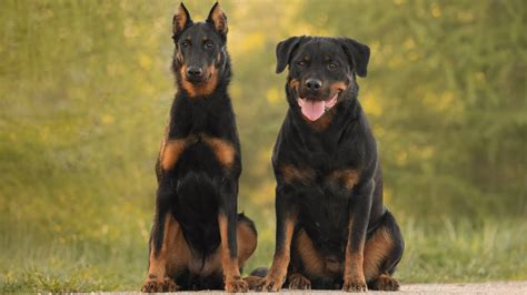 Doberman vs rottweiler: Do dobermans get along with rottweilers ...