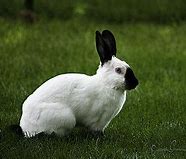 Image result for Holland Lop Gray