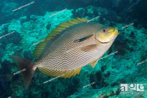 Maze rabbitfish Siganus vermiculatus, Southern Thailand, Andaman Sea ...