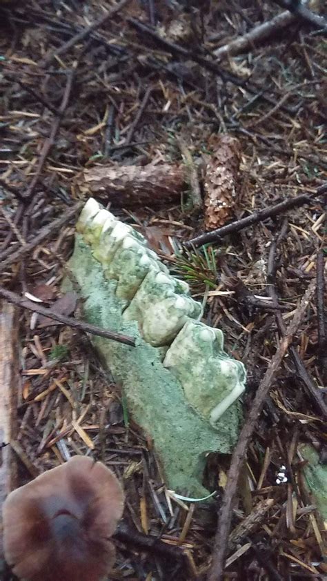 discovered these remains on a walk in the forest. anyone know what animal this could be? the ...
