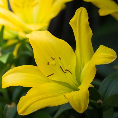 Asiatic Lily Yellow Bulb Growing Kit - Start Your Vibrant Garden Today ...