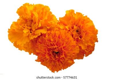 Image result for Best Programming Language for Data Science