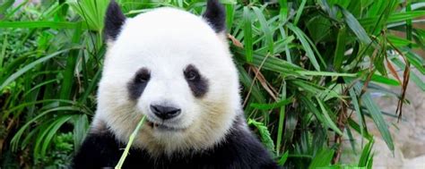 大熊猫的特点 - 业百科