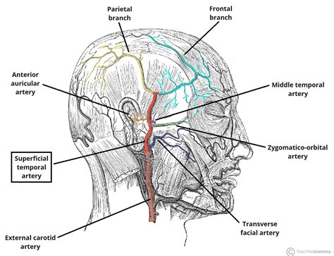 Superficial Temporal Artery