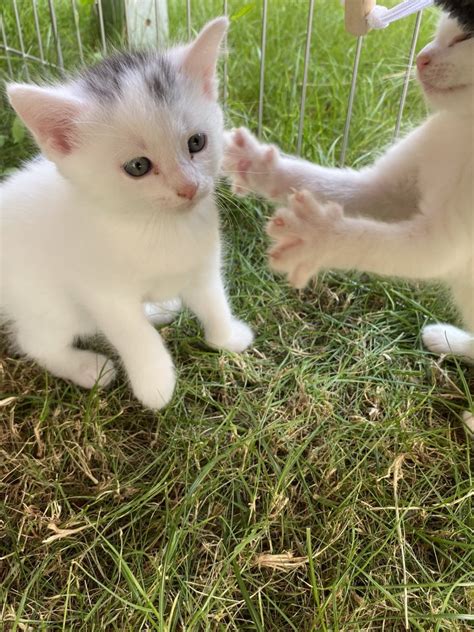 Türkisch Angora Mix in Geiselhöring | Tiere | Kleinanzeigen